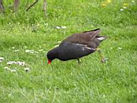 Poule d'eau (ord Anseriformes) (fam Annatides) (Photo F. Mrugala) (05)